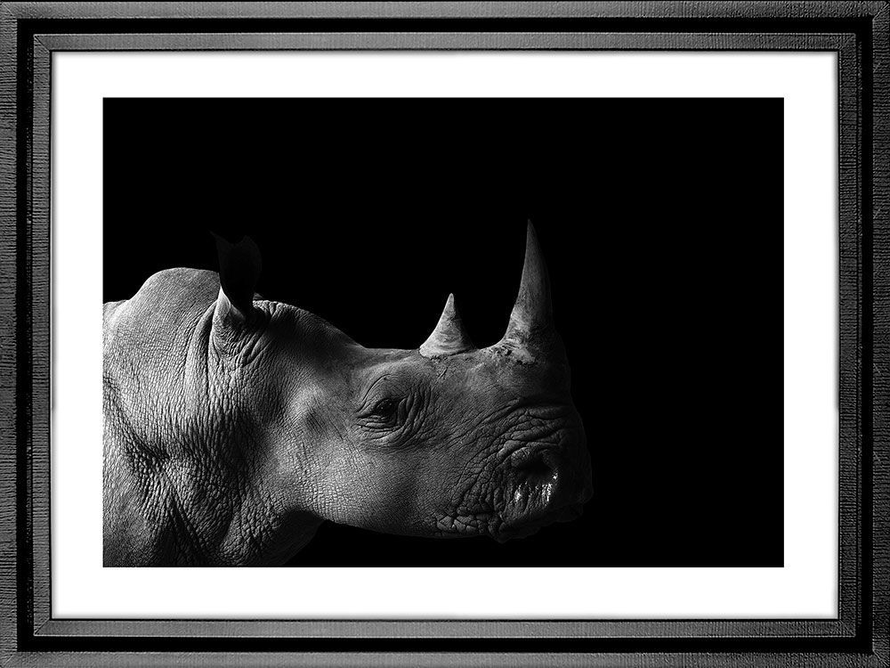 Картина PGL-119, картина носорог