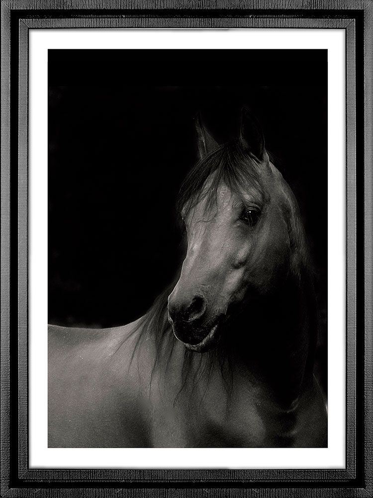 Картина PGL-104, картина конь