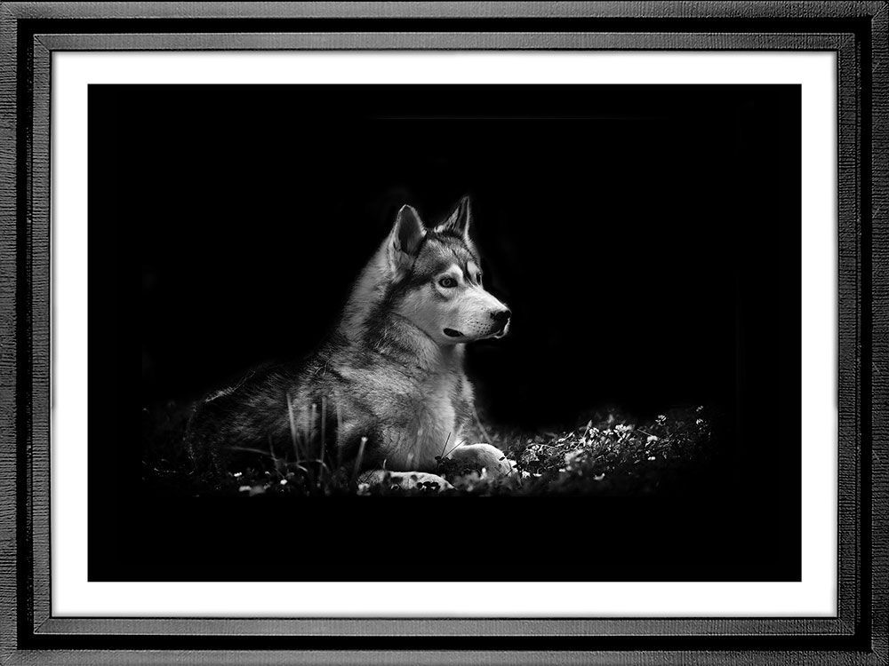 Картина PGL-122, картина волк