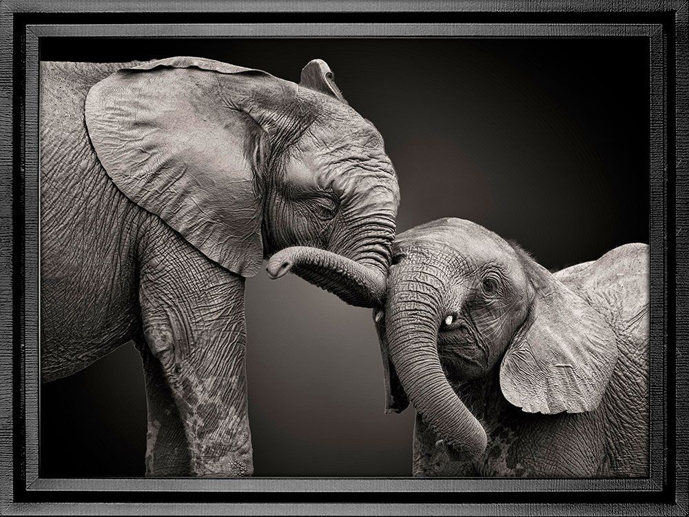 Картина PGL-107, картина слоны